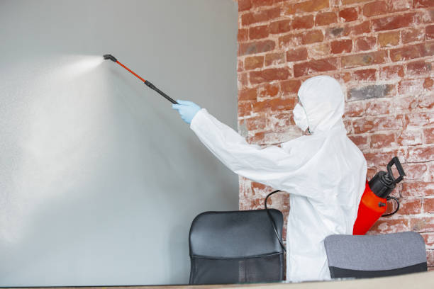 Best Basement Mold Removal  in Rockaway Beach, OR