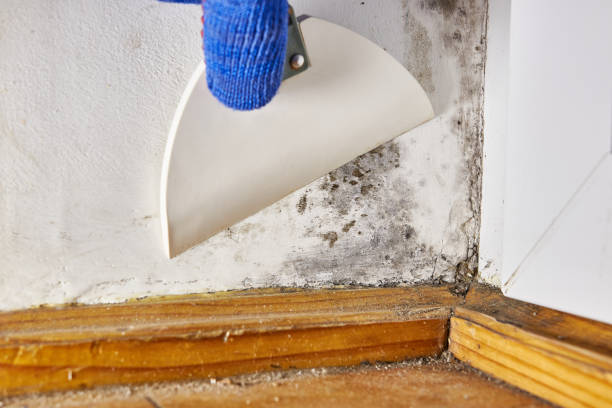 Environmental Consulting for Mold Prevention